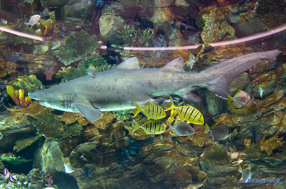 Песчаная тигровая акула (Carcharias taurus) в аквариуме ТРЦ Ocean Plaza