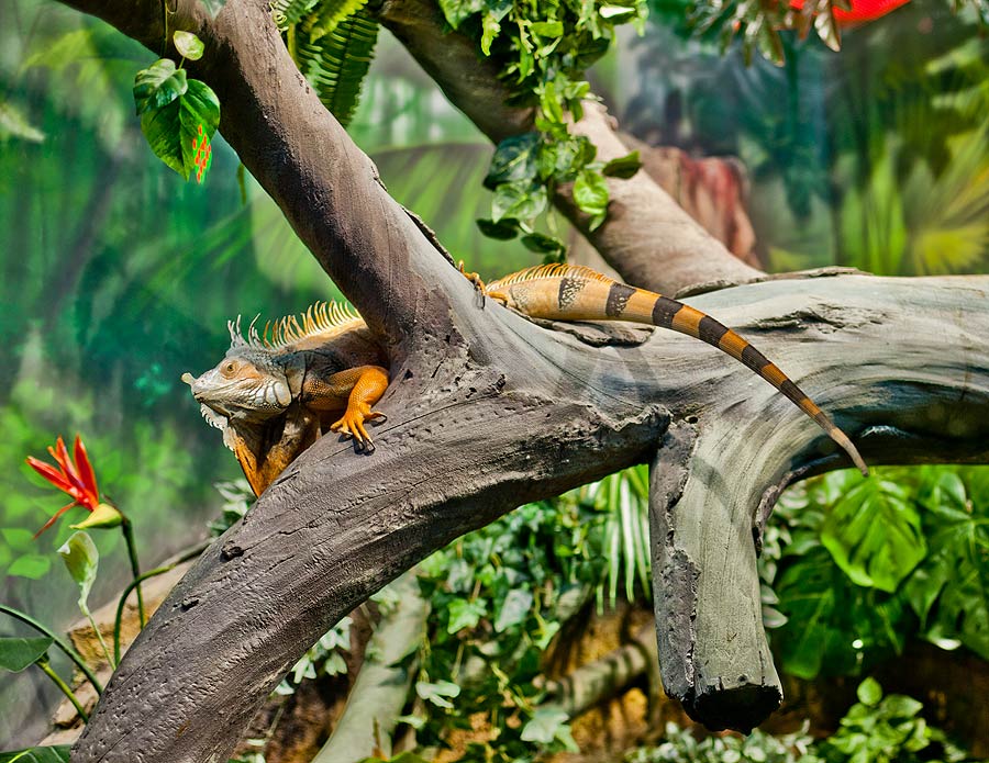 Вольер с грифовой черепахой и игуанами в экспозиции "Джунгли"
