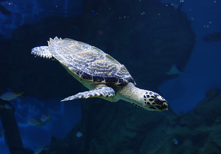 A hawksbill sea turtle