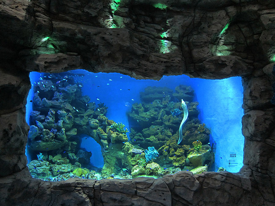 The aquarium "Predatory marine tropical fish"