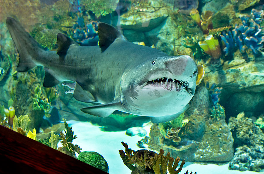 Самец песчаной тигровой акулы по прозвищу Большой Джон. Длина акулы более 2 м, вес 150 кг