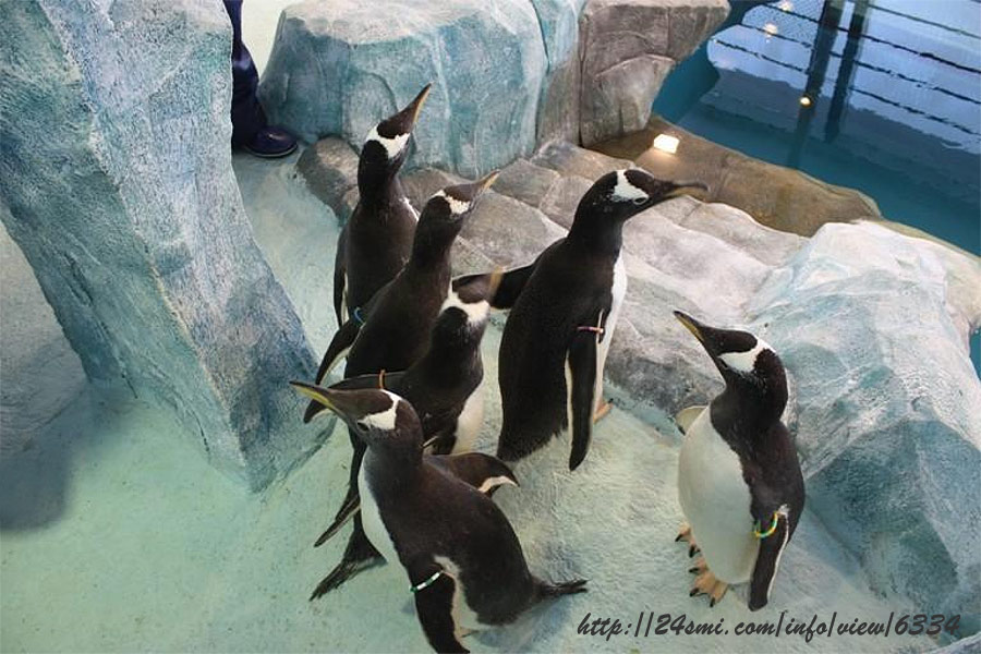 Папуанские пингвины в Парке флоры и фауны "Роев ручей"
