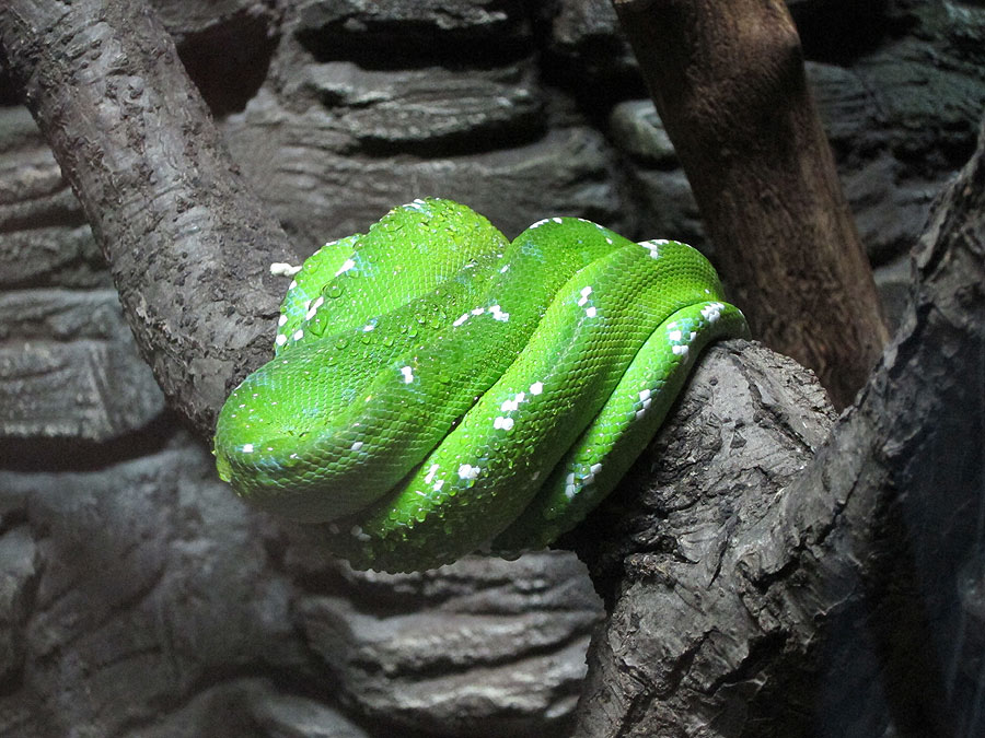 A wooden green python