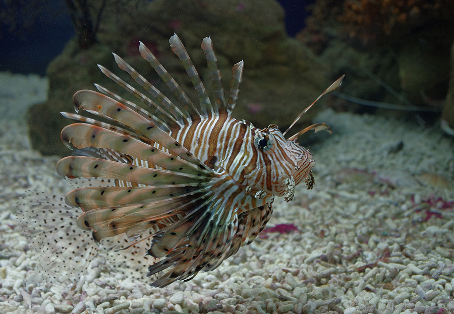 A lionfish in the “Lagoon”