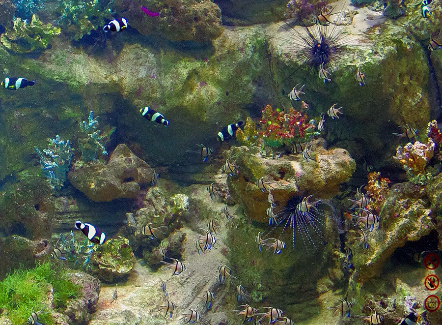 The aquarium with the clownfishes