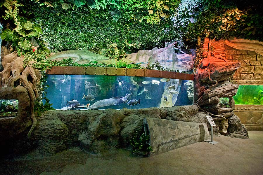 The aquarium with large arapaimas, catfishes and pacus in the exposition “Jungle”