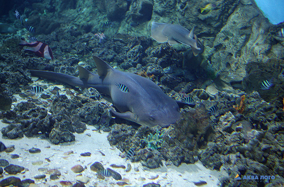 Усатая акула-нянька (Ginglymostoma cirratum)