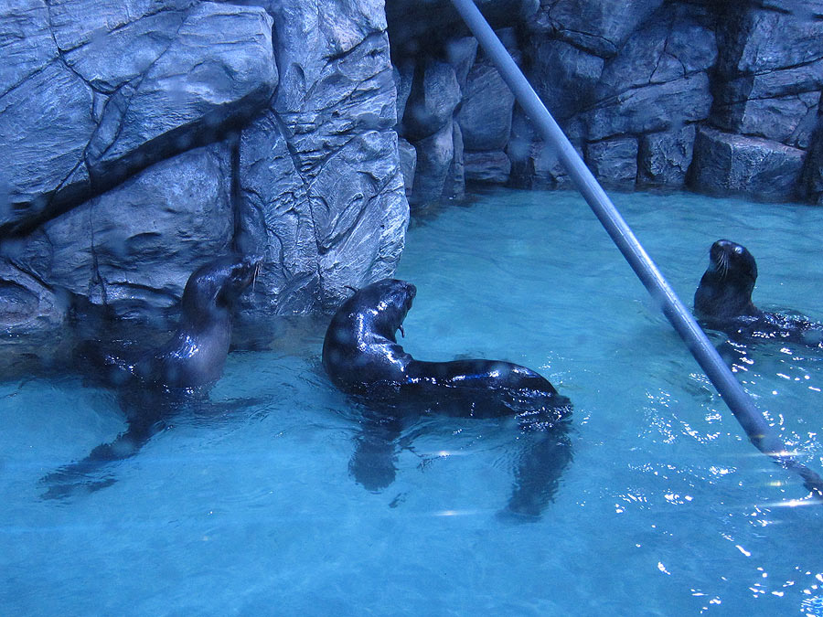 Cleaning of the aviary with fur seals
