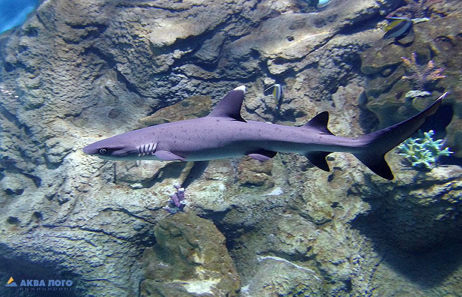 Белоперая акула (Triaenodon obesus)