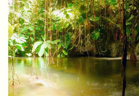Экспозиция тропического леса
