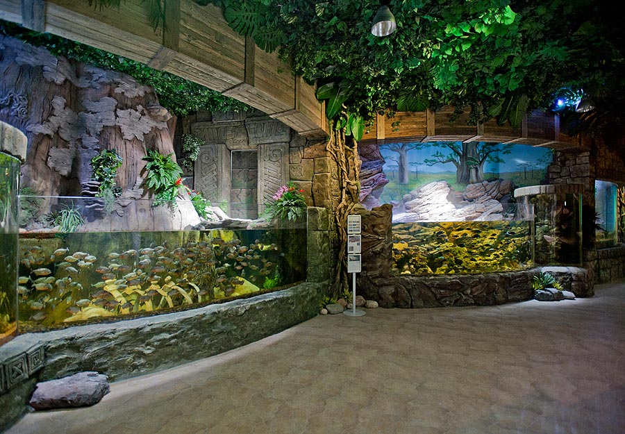 Комплекс открытых дуговых аквариумов с двумя цилиндрическими аквариумами - башнями в экспозиции "Джунгли"