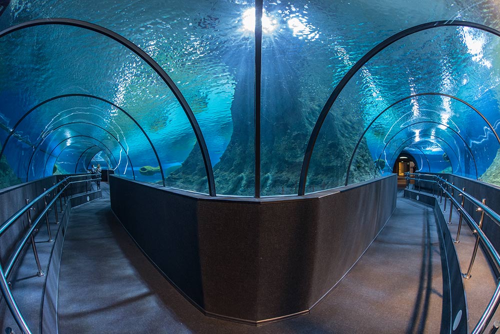 В туннеле главного аквариума