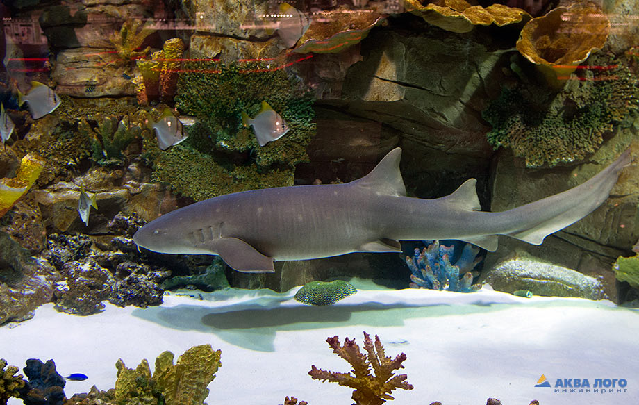 Акула-нянька (Ginglymostoma cirratum) в аквариуме ТРЦ Ocean Plaza