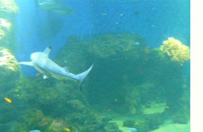Аквариум с рифовыми акулами