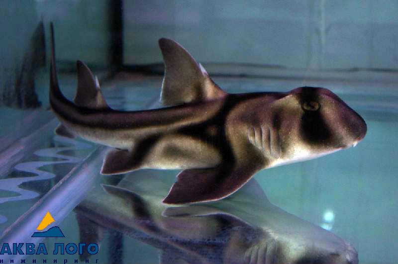Акула бычья австралийская Heterodonthus-portusjacksoni