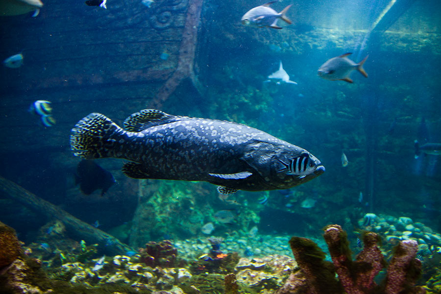 В главном аквариуме собрано около 40 видов самых ярких представителей тропических океанских вод