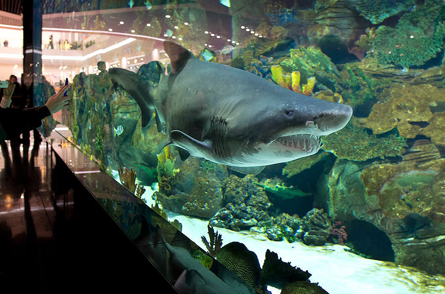 A great male sand tiger shark named  Big John makes a stunning impression on visitors of the Shopping Mall