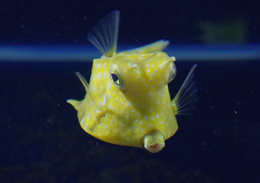 A boxfish in the “Lagoon”
