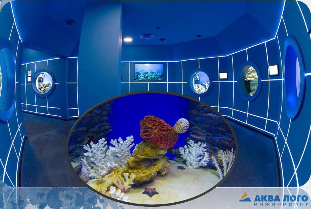 An aquarium with nautilus