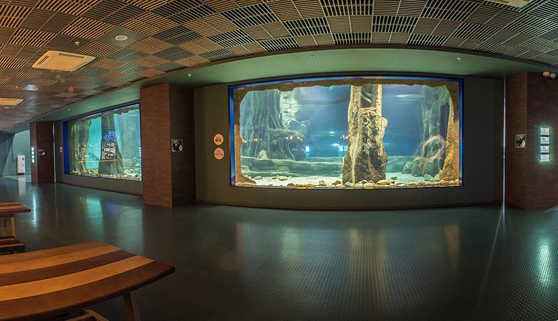 The exposition "Flooded forest", lower level