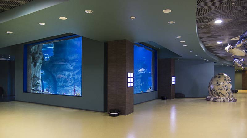 Большие окна главного морского аквариума