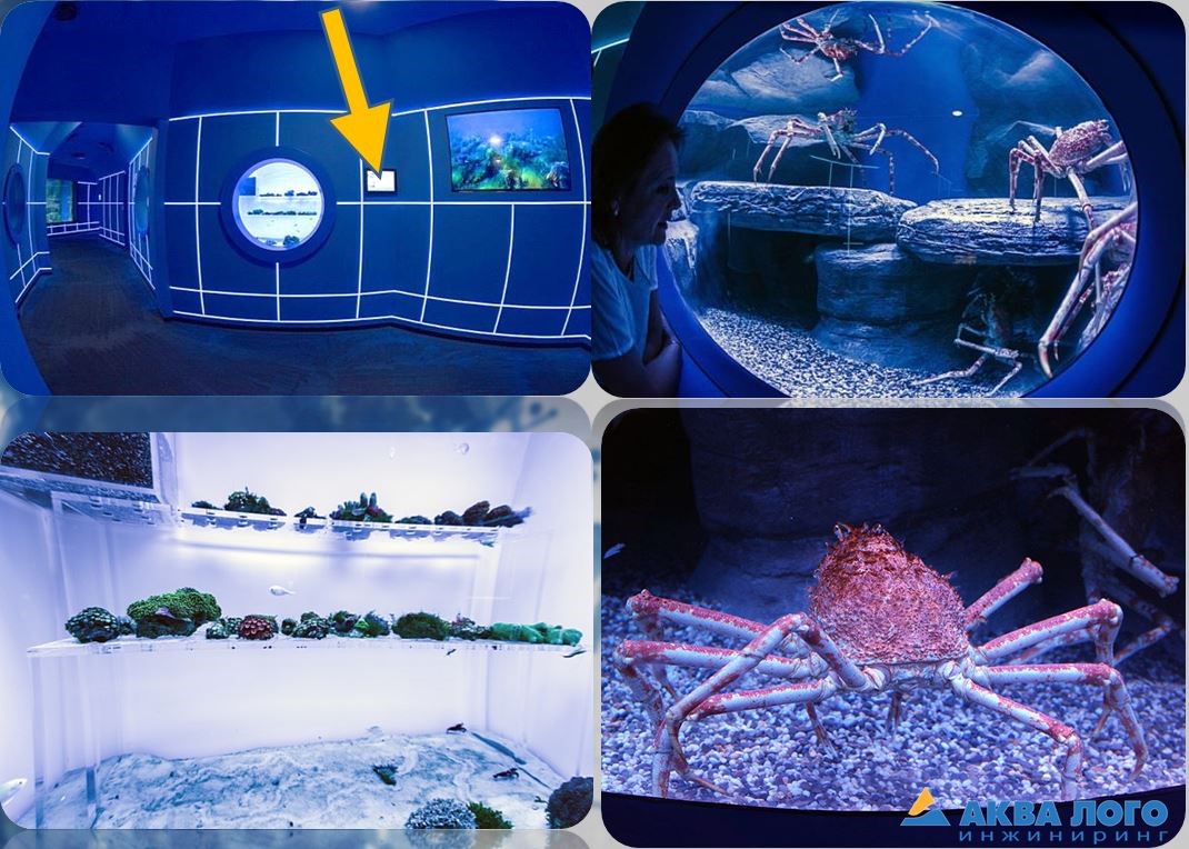 У каждого аквариума табличка с описанием видов