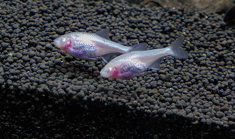 Тетра - слепая пещерная рыба (Anoptichthys jordani)