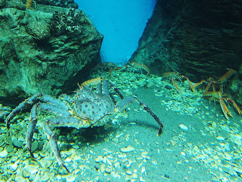 The aquarium with crabs and achelatas
